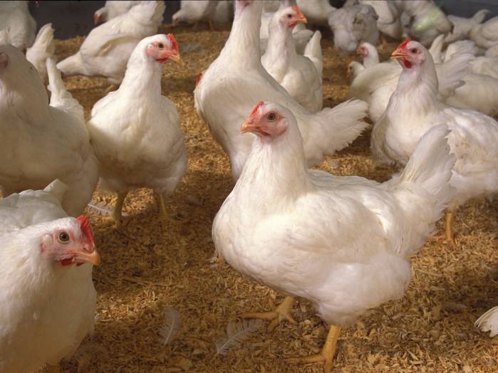 Avoid Indiscriminate Use Of Antibiotics, Expert Cautions Poultry Owners
