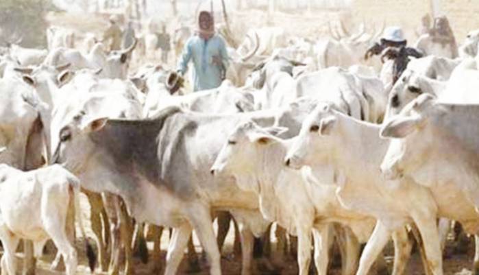 Taraba Herders, Farmers Excited Over Alternative Feedstock – Facilitator
