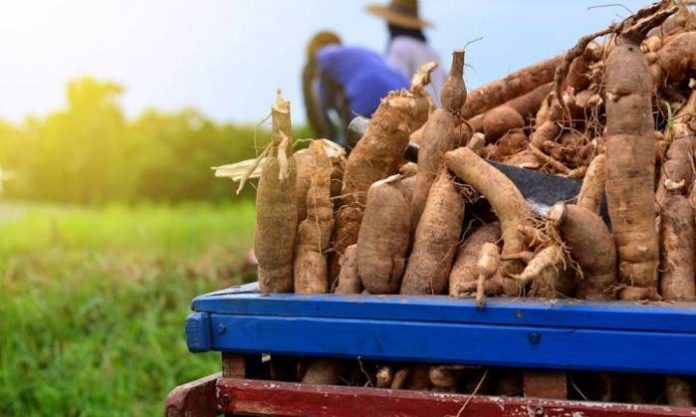 Cassava-1000x600