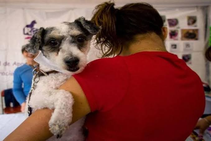 Why Dogs Deserve Best Day From hosts – Experts