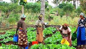 Inclusion Of Women, Youths Essential In Agriculture, Commissioner Says
