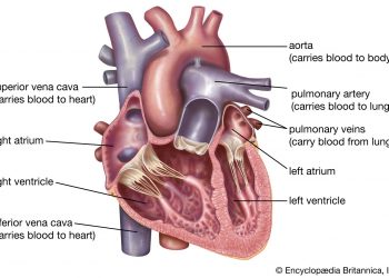 Cardiologist lists 10 Factors Associated With Unhealthy Heart Function